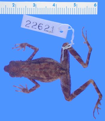 Media type: image; Herpetology A-22621